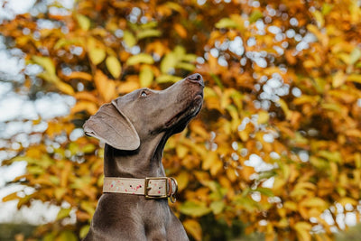 How to Choose the Right Dog Collar or Harness - GeePaws