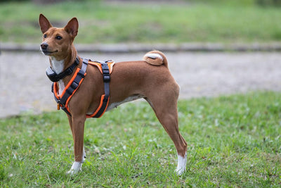 The Pros and Cons of Dog Collars vs. Harnesses - GeePaws